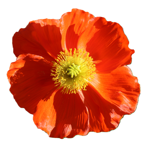 ポピー(切り抜き)